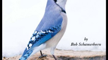 Backyard birding 2/11/14